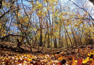 山田 博／人間本来の力に目覚める 「森のリトリート」【『StarPeople』バックナンバーより】