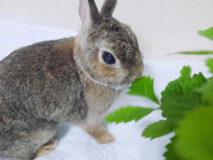 テレパシーで通じ合うアニマルコミュニケーション【2】ウサギの「うに」が伝える飼い主の未来へのアドバイス