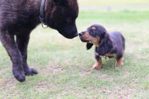 テレパシーで通じ合うアニマルコミュニケーション【1】動物との会話から見えてくる世界