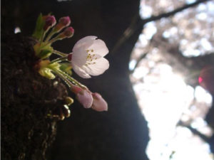 池田整治フォトエッセイ／第12回　コロナ（567）の恐怖を超えてミロク（567）の世へ