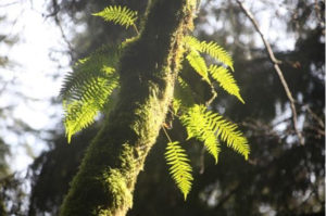 池田整治フォトエッセイ／第15回　日本人のサバイバルのために“5G問題によせて”