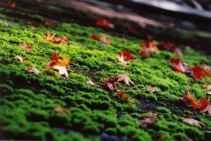 池田整治フォトエッセイ／第19回　私が書いた「人類を監視する宇宙人の物語」