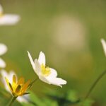 【参加者受付中!】 「紫微斗数スペシャル講座」で人生の可能性を知る