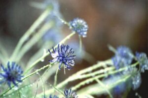 池田整治フォトエッセイ／第25回　目覚めよ、新型コロナワクチン洗脳！