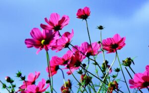 いけだ笑みの「空を仰げば」〈13〉 10月は無茶な状況が手応えある流れへと変化し、「かめはめ波」到来へ