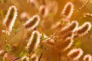 椿の「新しい地球の響き」／vol.3 秋分以降は脱皮を繰り返しながら、人生の次のゾーンへ